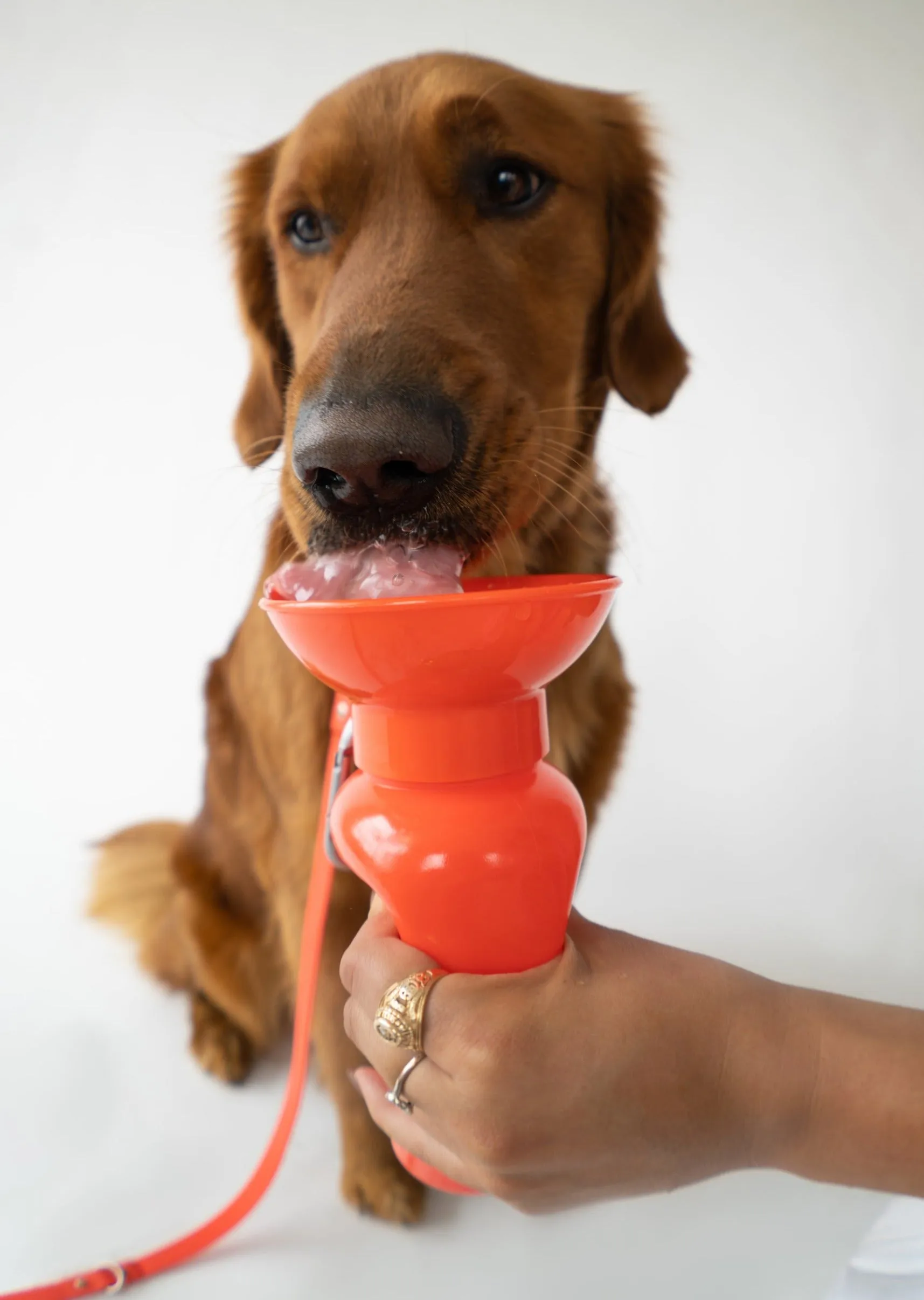 Classic Dog Travel Bottle by Springer