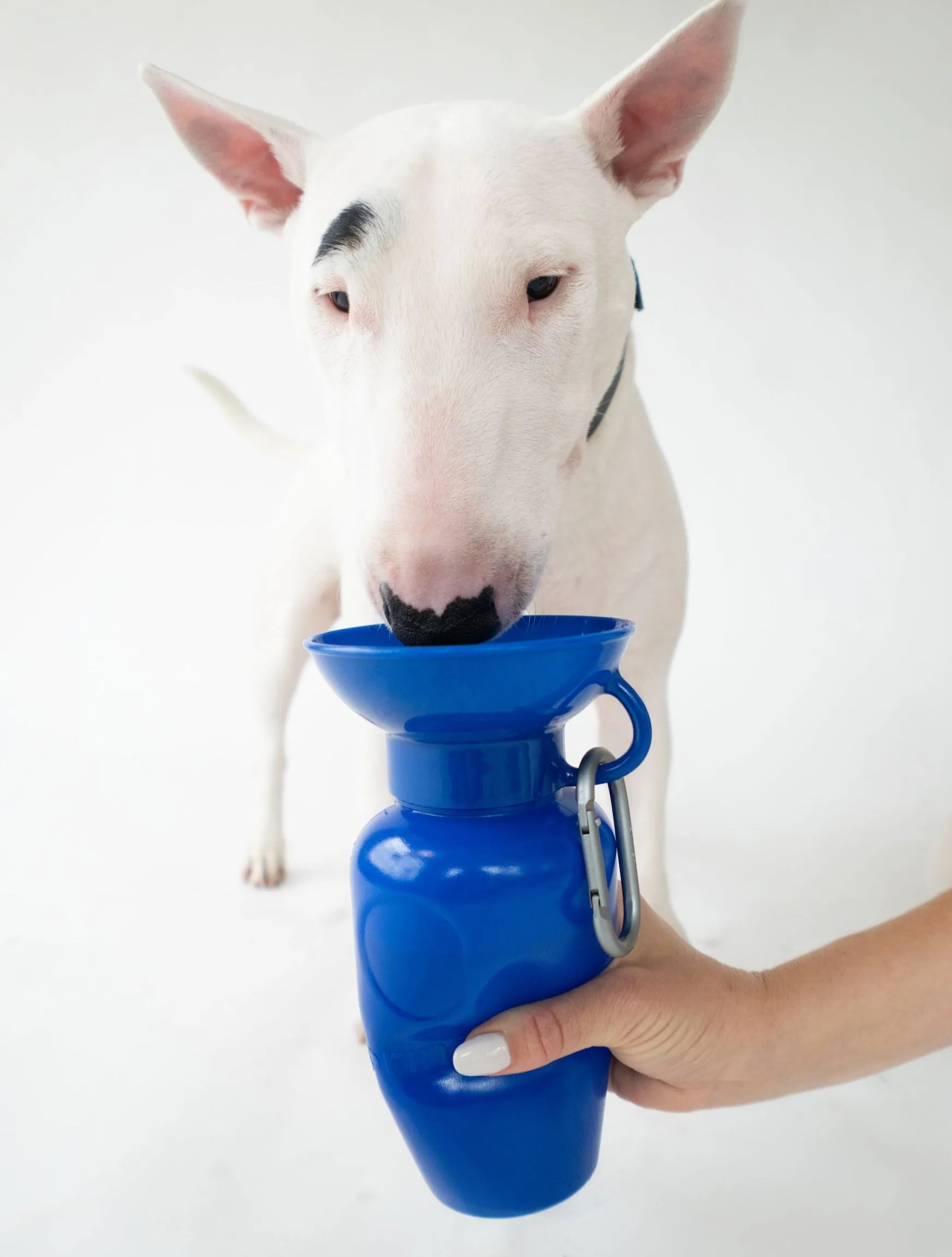 Classic Dog Travel Bottle by Springer