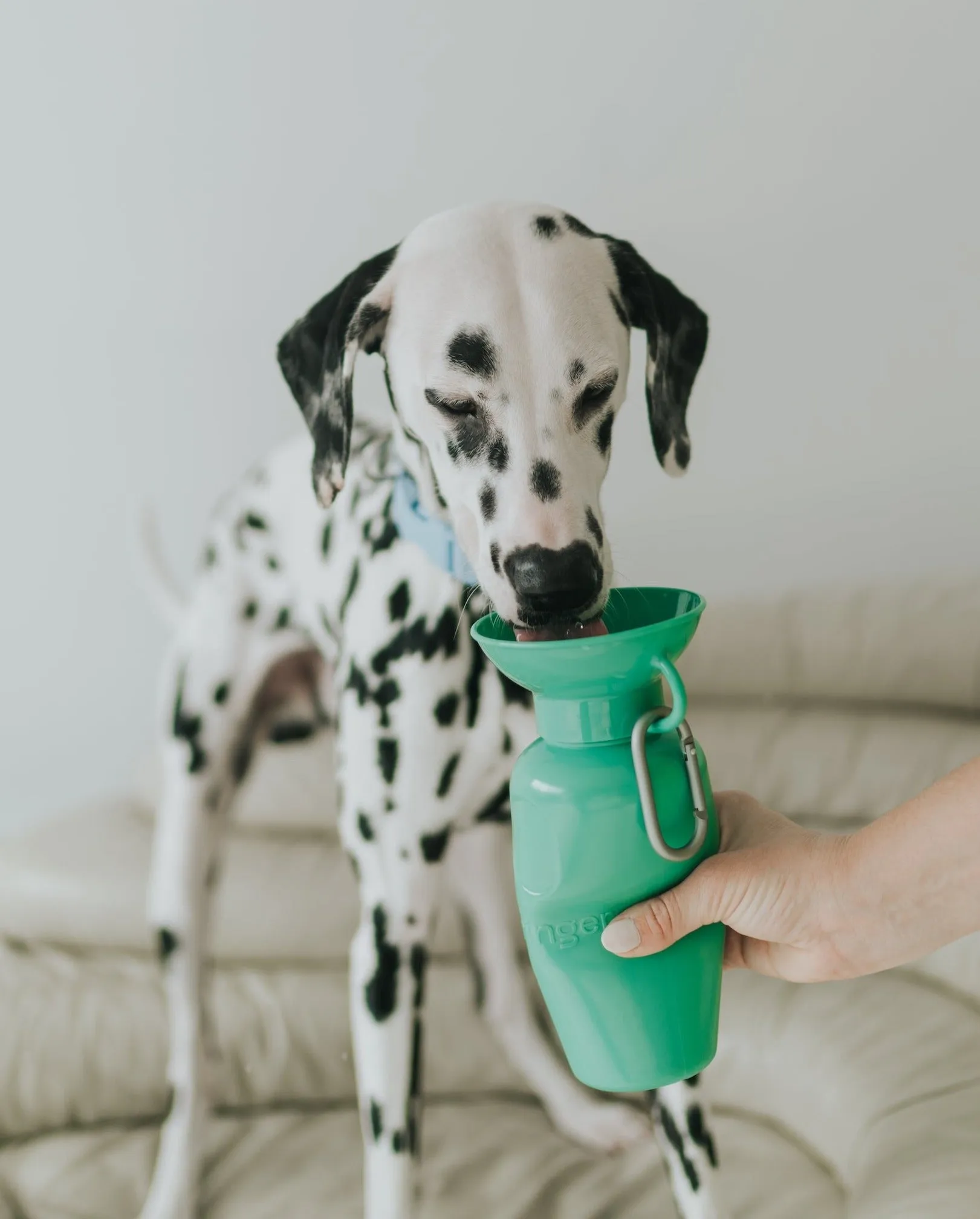 Classic Dog Travel Bottle by Springer