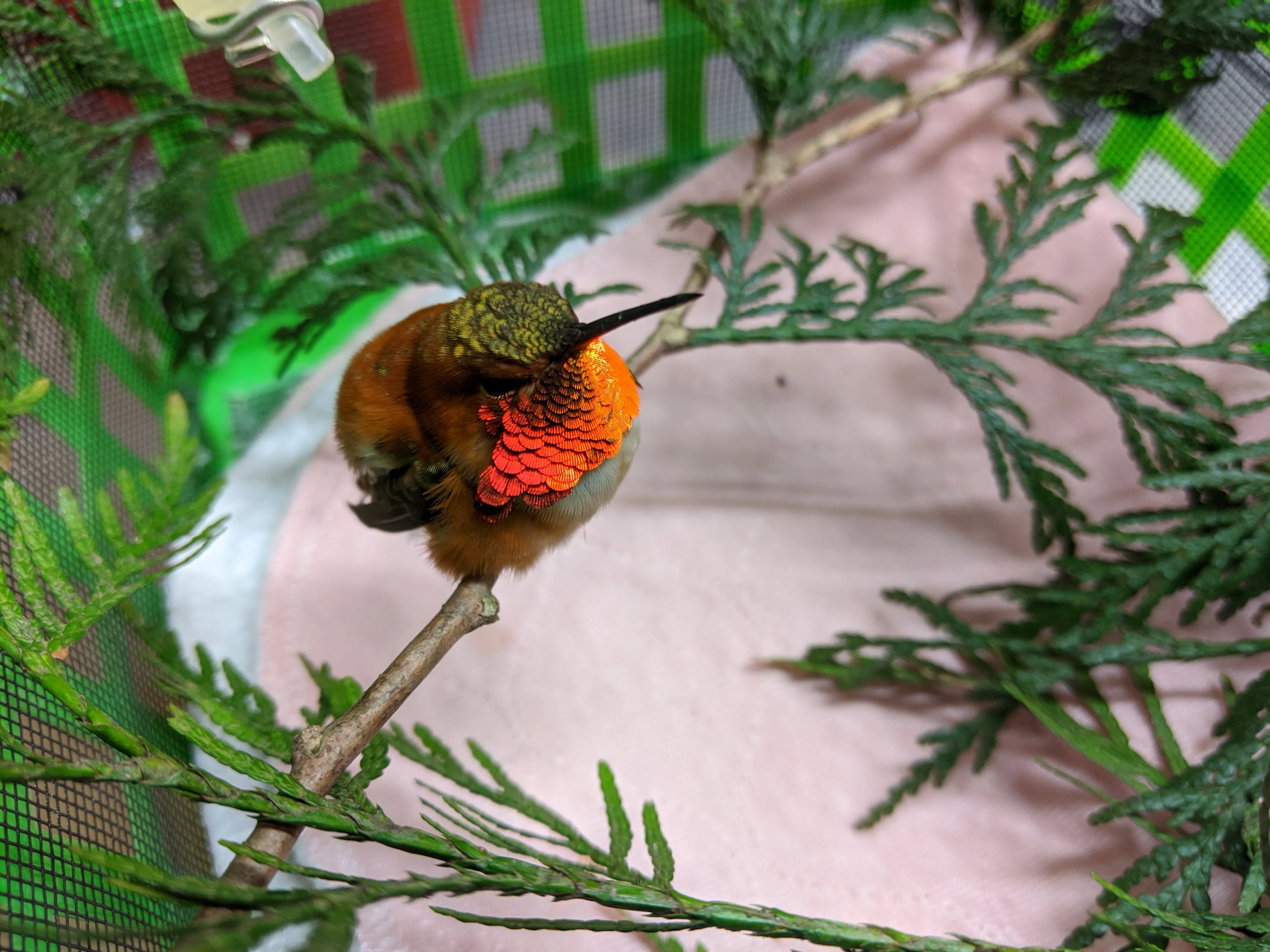 One week of hummingbird nectar