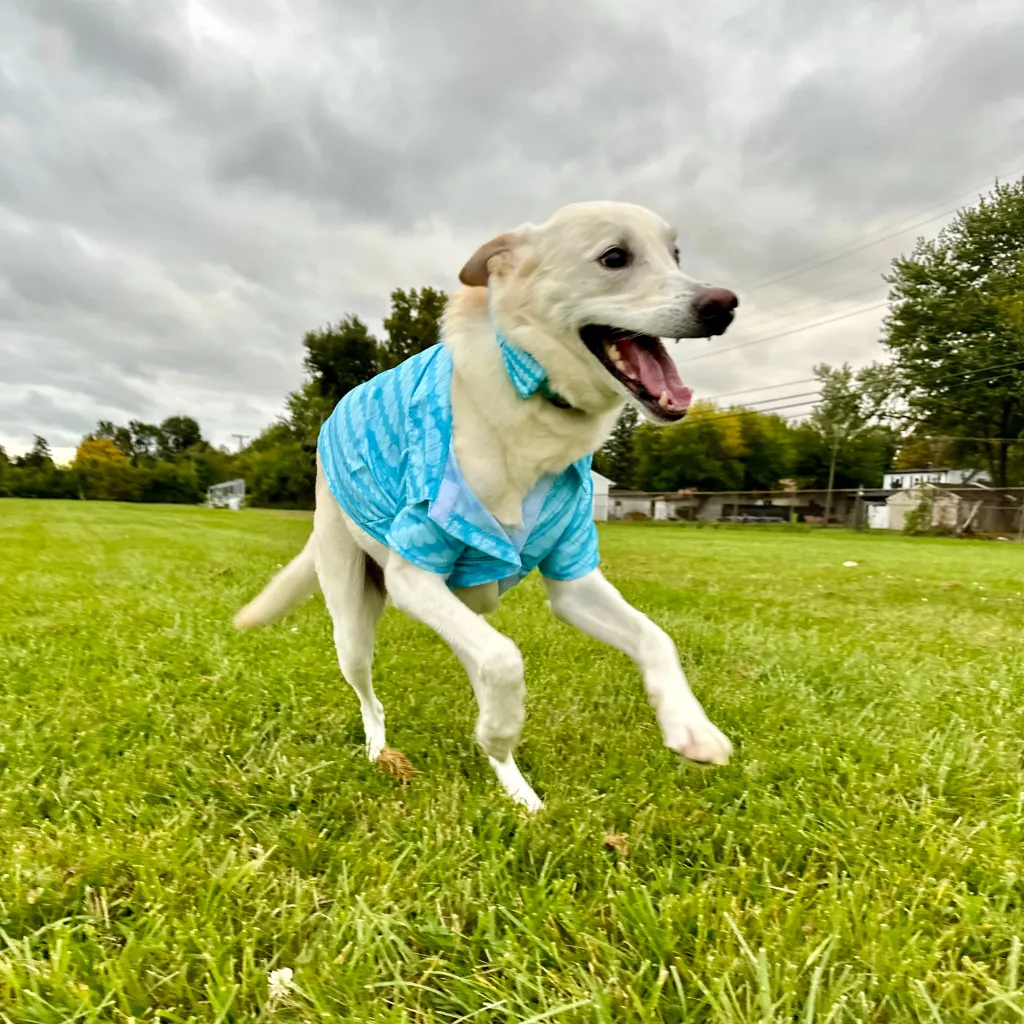 Slurpee® Pet Woven Tee